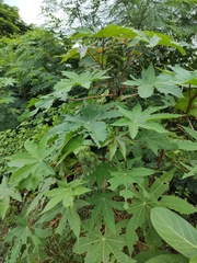 Ricinus communis