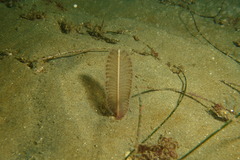 Virgulariidae
