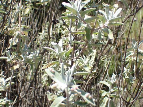 iNaturalist observation photo of purple sage