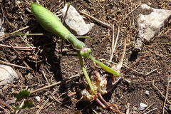 Mantis religiosa religiosa