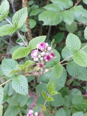 Rubus niveus