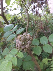 Rubus niveus