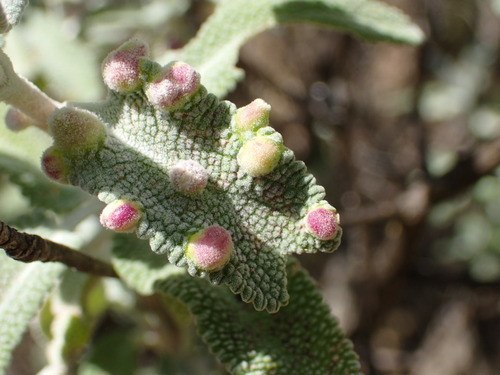 iNaturalist observation photo of White Sage Leaf Gall Midge