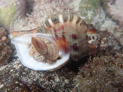 Ranella australasia