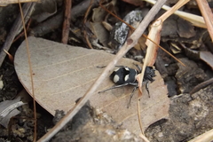 Mexcala quadrimaculata