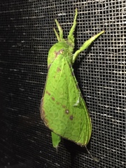 Aenetus eximia