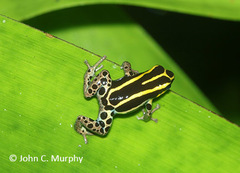 Ranitomeya variabilis