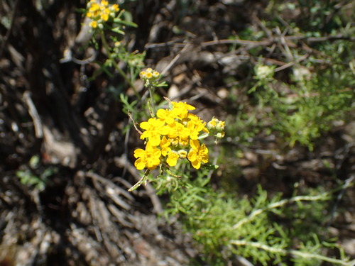 iNaturalist observation photo of Golden Yarrow