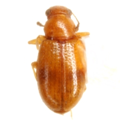 Melanophthalma casta