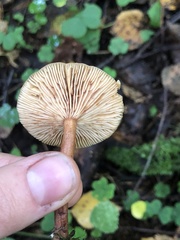 Paralepista