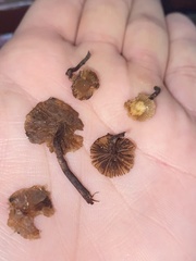 Deconica crobula