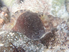 Ranella australasia