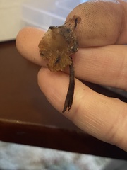 Deconica crobula