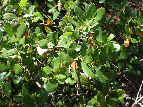 iNaturalist observation photo of California scrub oak
