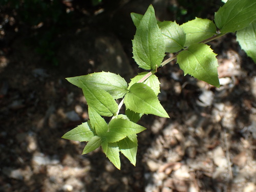 iNaturalist observation photo of heartleaf keckiella