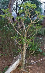 Adenium multiflorum image