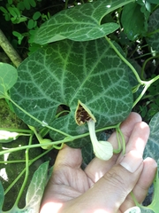 Aristolochia fimbriata