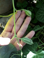 Aristolochia fimbriata