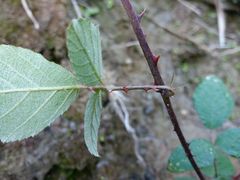 Rubus genevieri