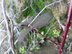 Rubus genevieri