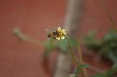 Apis mellifera
