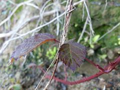Rubus genevieri