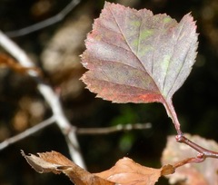 Crataegus flava