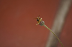 Apis mellifera