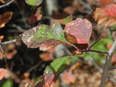 Crataegus flava
