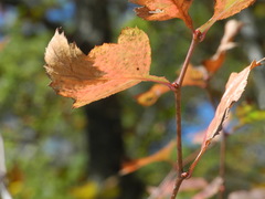 Crataegus flava