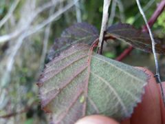 Rubus genevieri