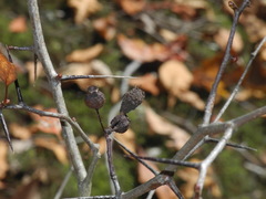 Crataegus flava