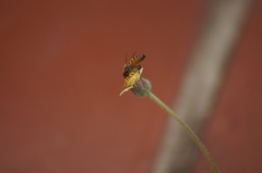 Apis mellifera