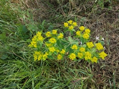 Helioscopia