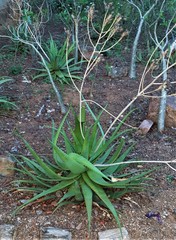 Aloe chabaudii
