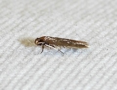 Phaeoses sabinella