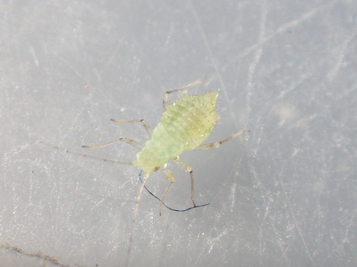 iNaturalist observation photo of Aphids
