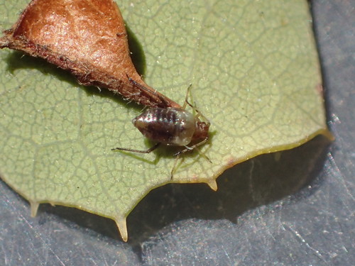 iNaturalist observation photo of Aphids