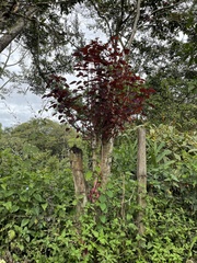 Euphorbia cotinifolia