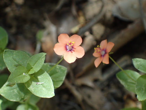 iNaturalist observation photo of scarlet pimpernel