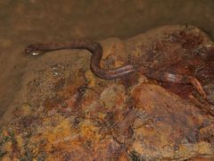 Trachyboa boulengeri