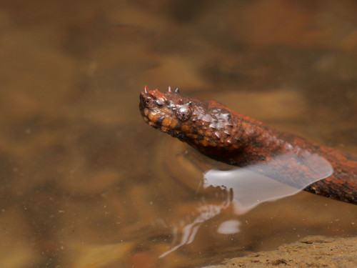 Northern Eyelash Boa