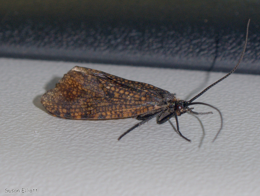Oligostomis