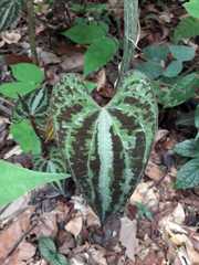 Dioscorea dodecaneura
