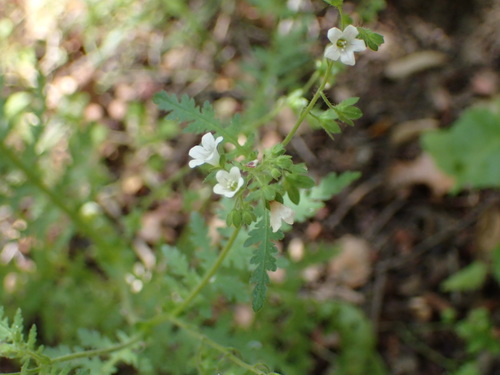 iNaturalist observation photo of common eucrypta