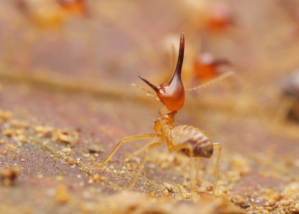 Rhynchotermes