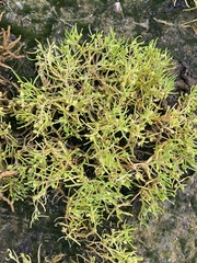 Spergularia canadensis