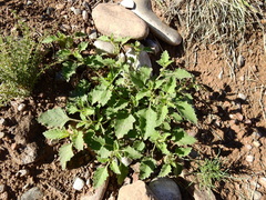 Solanum tweedianum