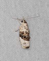 Piloprepes antidoxa