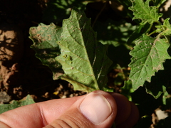 Solanum tweedianum